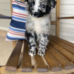 Boy 2 - Blue merle male Australian Shepherd puppy in Smithville, Arkansas from Harris Farms and Aussies