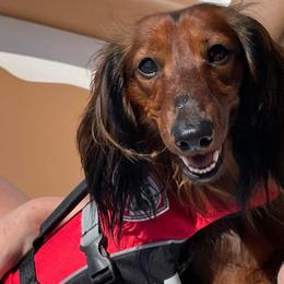 Leo - Dachshund