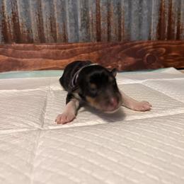 Collie Puppies from A/K Rough Collies