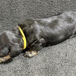 Callie - Black and cream female Dachshund puppy in Little Rock, Arkansas from Divine Doxies
