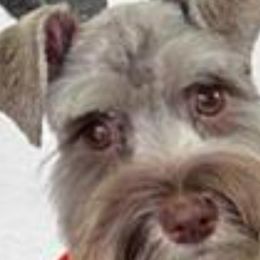 Miniature Schnauzers from Kokis's Friends