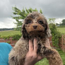 Blossom - Merle female Cockapoo puppy in Connersville, Indiana from MoonShine Babies