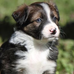 Border Collies from Cowgirl Faith Border Collies