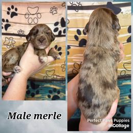 Boy 1 - Brown merle male Aussiedoodle puppy in Hillsboro, Illinois from Perfect Paws Puppies