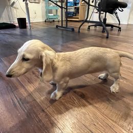 Dachshund Puppies from Honey Creek Dachshunds