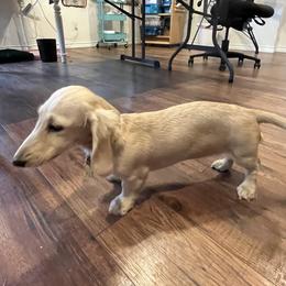 Dachshund Puppies from Honey Creek Dachshunds