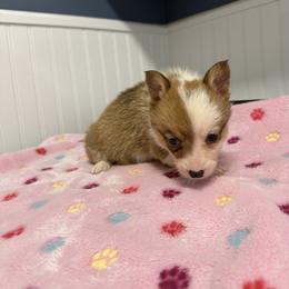 Juno 5 - Sable female Pembroke Welsh Corgi puppy in Jenkinsburg, Georgia from Red Elephant Farms