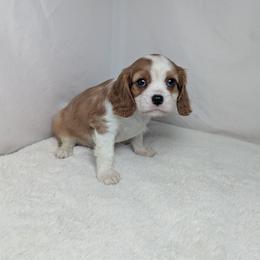 Dasher - Blenheim male Cavalier King Charles Spaniel puppy in Seymour, Missouri from Painted Blessing's AKC Cavaliers LLC