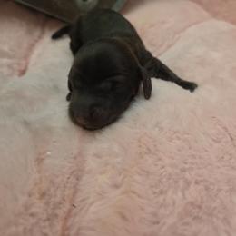 Haunted moonlight - Brindle male Dachshund puppy in Bristol, Tennessee from It's Mini Wieners Baby