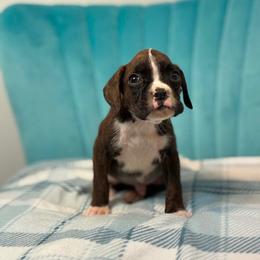 Boy 1 - Brindle male Boxer puppy in Prestonsburg, Kentucky from Bre’s Boxers