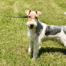Oscar - Wire Fox Terrier