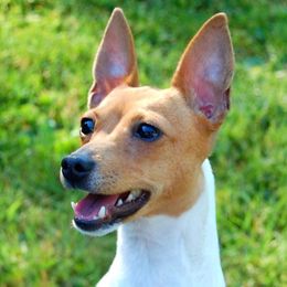 Toy Fox Terriers from Celticfox Toy Fox Terriers