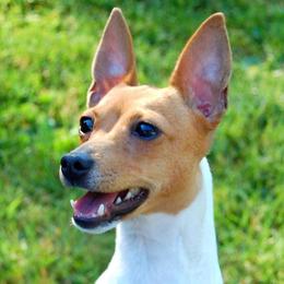 Toy Fox Terriers from Celticfox Toy Fox Terriers