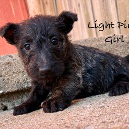 Winter (pink) - Brindle female Scottish Terrier puppy in Chattanooga, Oklahoma from Lottie Dottie Scottie’s and Papillons