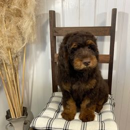Royal - Phantom male Goldendoodle puppy in Hackleburg, Alabama from The Doodle Patch