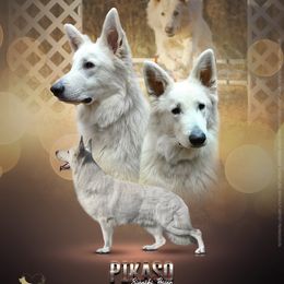 Niko - German Shepherd