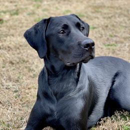 Cami - Labrador Retriever