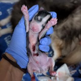 Blue Male - Blue male Pomsky puppy in Hurleyville, New York from My Crazy Pomskys