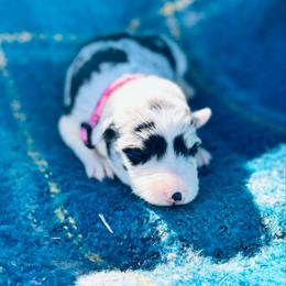 Flower - Blue merle female Border Collie puppy in Minden, Iowa from Rocking N Registered Border Collies & Labradors