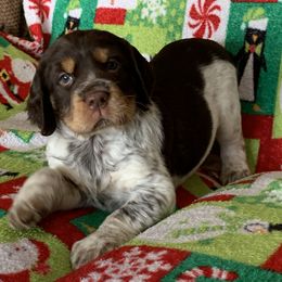 English Springer Spaniel Puppies from Rocky Mountain Springer Spaniels