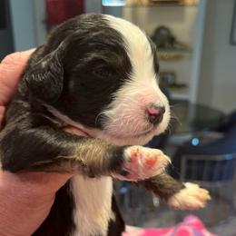 Fabio - Tri-color male Bernedoodle puppy in Rancho Mirage, California from Joe’s Poodles & Bernedoodles