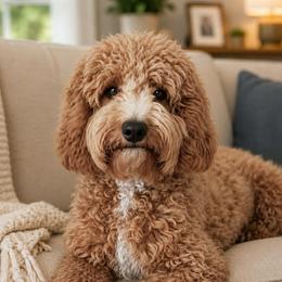 Leena - Goldendoodle