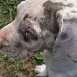 Green bean - Silver female Great Dane puppy in Monroe County, Pennsylvania from Poke-A-Nose Danes