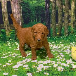 Goldendoodle Puppies from Bear Ridge Doodles