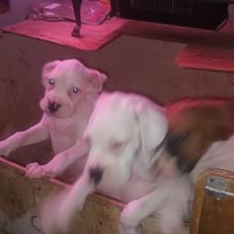 Tilly, - White female Boxer puppy in Minnesota from Timmies Boxers