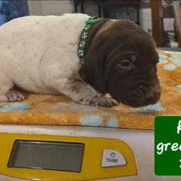 Green boy kw26 - Liver and white male German Shorthaired Pointer puppy in Dahlonega, Georgia from Pointer Mountain Bird Dogs