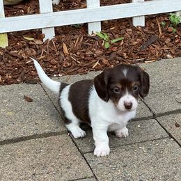Dachshund Puppies from Daweshunds