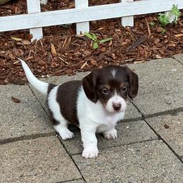 Dachshund Puppies from Daweshunds