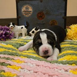 XANDRA - Black female Central Asian Shepherd Dog puppy in Michigan from Guardian Dog
