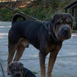 Blaze - Chinese Shar-Pei