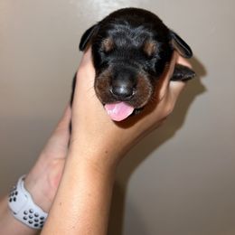Doberman Pinscher Puppies from Ludic Kennels