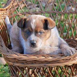 Rudolph - Red mottled male Australian Cattle Dog puppy in Buffalo Valley, Tennessee from Buffalo Valley Breeders