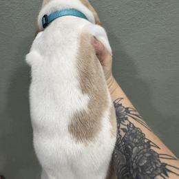 Jack (Jack Frost) - Lemon and white male Basset Hound puppy in Gulf Breeze, Florida from Breeze Basset Hounds