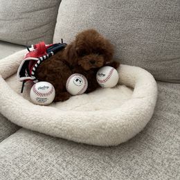 Poodle Puppies from Pups and Paws Toy Poodles