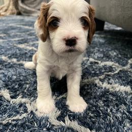Cavalier King Charles Spaniel and Cavapoo Puppies from Ethan McBride