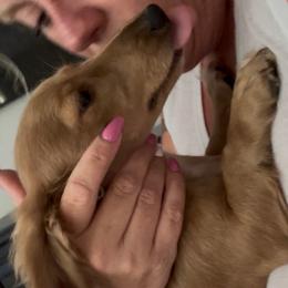 Sandie - Dachshund