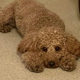 Companion Cross, Maltese, Maltipoo, and Poodle All Grown Up from Best Maltese & Toy Poodles of Texas