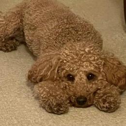 Companion Cross, Maltese, Maltipoo, and Poodle All Grown Up from Best Maltese & Toy Poodles of Texas