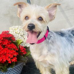Skittles - Yorkshire Terrier