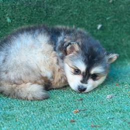 Bumble - Tri-color female Pomsky puppy in Oak Harbor, Washington from Island Pomskies