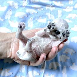 Casper - White male Miniature Schnauzer puppy in Hedgesville, West Virginia from Clay Hill Kennels