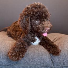 Giani - Brown and white male Cockapoo puppy in Queens, New York from The 2 Musketeers_Cockapoos