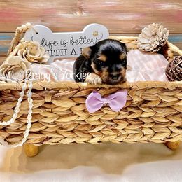 Yorkshire Terrier Puppies from Bragg’s Yorkies