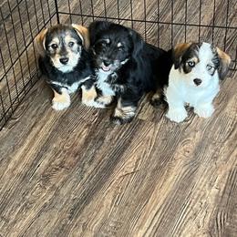 Pembroke Welsh Corgi puppies from Johnson Family Paws
