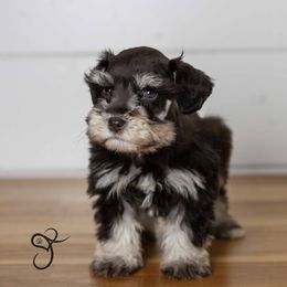 Moose - Liver Miniature Schnauzer puppy in Diamond Valley, Utah from JoJo's Schnauzers