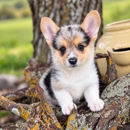 Panda - Blue merle and white female American Corgi puppy in Missouri from Country Legends Aussies & Corgis